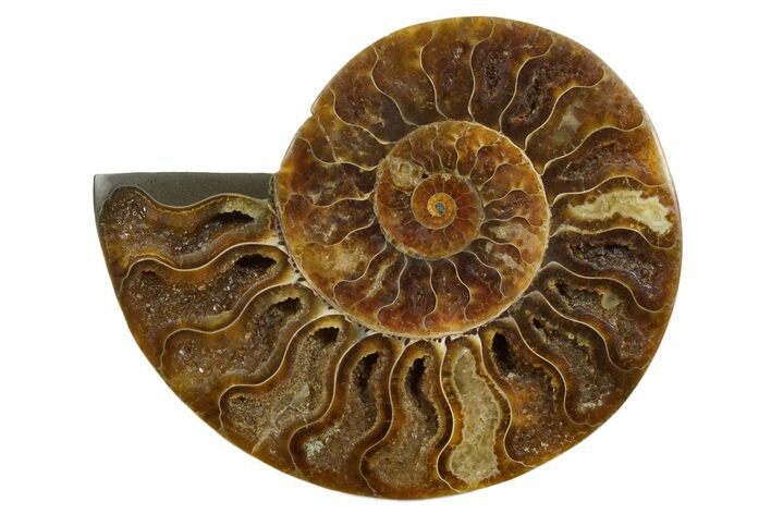 Cut & Polished Ammonite Fossil (Half) - Madagascar #347507